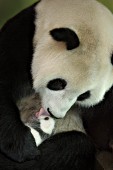 Panda mom (Hua Mei) with her 3 wk-old cub