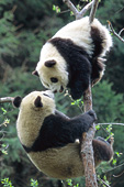 Adolescent pandas nose to nose in a tree
