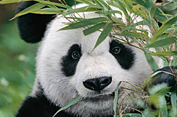 Pandas