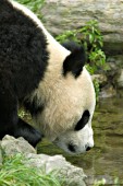 Panda drinking from a pool of water