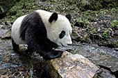 Young panda stepping on a rock as it crosses a creek