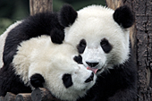 Panda cub licking another cub