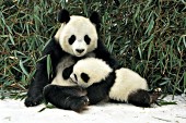 Mother panda nursing her cub