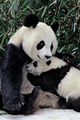 Panda mom hugging her cub