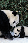 Panda mom & cub (winter)