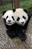 Twin panda cubs in the fork of a tree