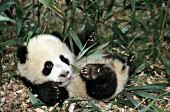 5 month-old panda cub rolling on her back