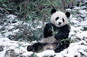 18 month-old panda eating bamboo in the snow