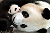 Panda mom cradling her 6 week-old cub