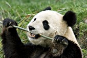 Adolescent panda eating bamboo