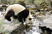 Adolescent panda on a boulder in a river