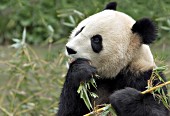 18 month-old panda eating bamboo