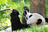 Panda lying on its back eating bamboo