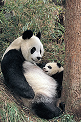 In the Bamboo Forest