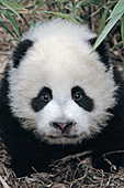 Curious panda cub
