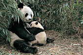 Panda mom and 5 month-old cub