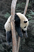 Yearling panda sleeping precariously in a tree