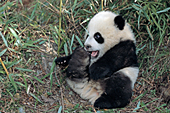 4 1/2 month-old panda cub chewing on her foot