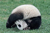 Panda cub performing a somersault (1 of 3)