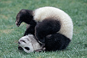 Panda cub performing a somersault (2 of 3)
