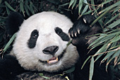 Adolescent panda eating bamboo