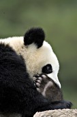 One year old panda cub chewing on its foot