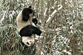 Panda cub hanging upside down in a snowy tree