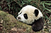 Little panda cub trying to climb on a mossy log