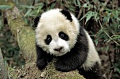 Little panda cub climbing on a mossy log
