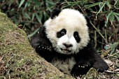 Little panda cub tumbling off a mossy log