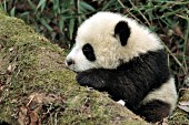 Little panda cub sleeping on a mossy log