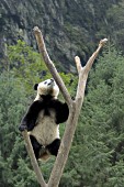 Adolescent panda climbing to the top of a tree