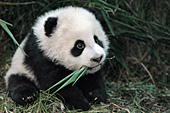 4 month-old cub playing with bamboo leaves