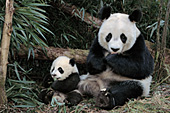 Panda mom and 5 month-old cub in the bamboo forest