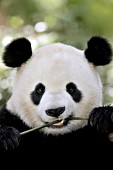 Adult panda using its teeth to break a bamboo stem