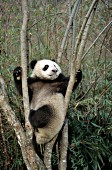Panda cub climbing a tree