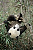 7 month-old panda cub hanging upside down in a tree