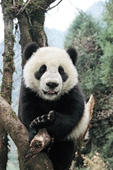 Curious panda cub in a tree