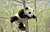 Panda cub climbing a tree