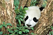 Panda cub seemingly stuck in the fork of a tree