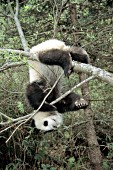 Panda cub hanging upside down in a tree