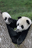 Twin panda cubs playing in the fork of a tree