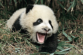 Little panda cub yawning