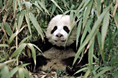 Little panda cub in a bamboo grove
