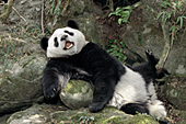 Adolescent panda relaxing on some boulders