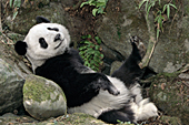 Adolescent panda relaxing against some boulders