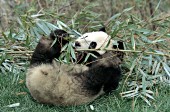 Adolescent panda using its back feet to manipulate bamboo