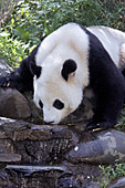 Adult panda getting a drink