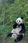 Adult panda eating bamboo in a spring forest
