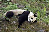 Adult panda sleeping on a large boulder in the forest